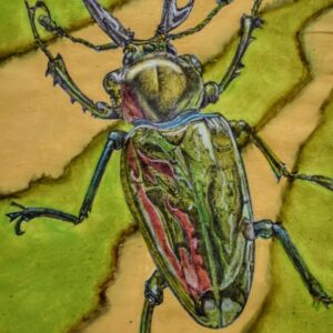 BETTLE
