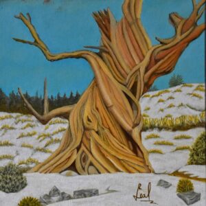 OLD TREE